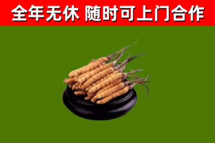 新乡烟酒回收冬虫夏草.jpg